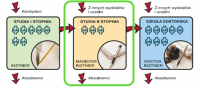 Schemat przedstawia liczbę semestrów na każdym stopniu studiów na Wydziale oraz strumienie studentów przychodzących przez każdy stopień. Studia drugiego stopnia są otoczone zieloną ramką wskazującą na ich znaczenie dla aktualności.